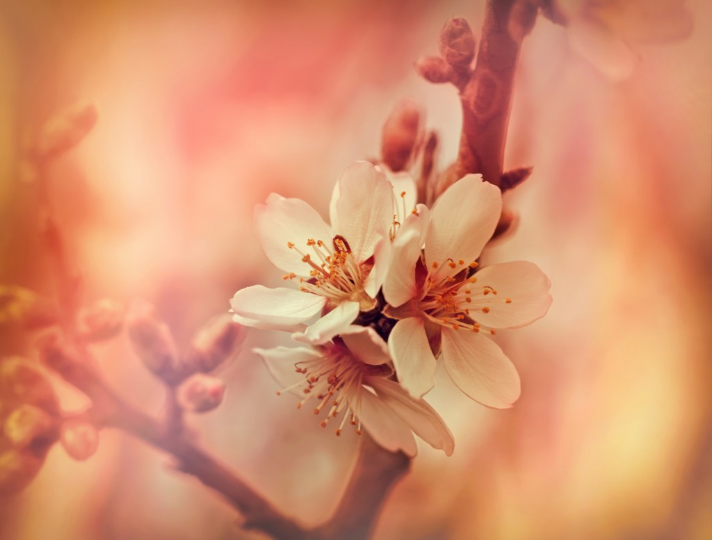 Soft focus on flourishing flower - fruit tree