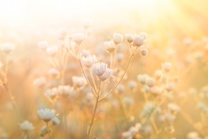Meadow flowers - daisy illuminated by sunlight